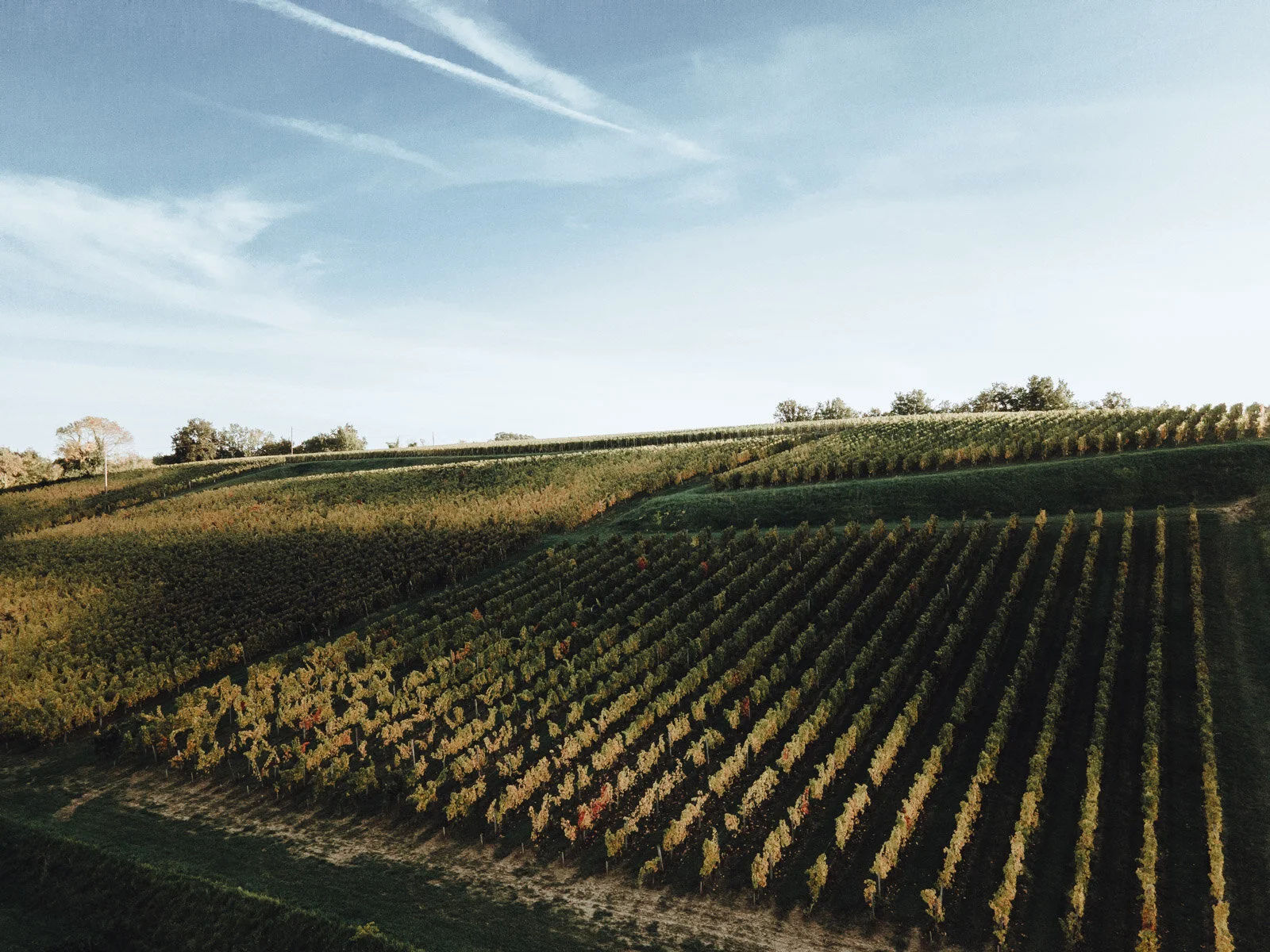 Parcelles de vignes du Domaine du Carrelet en Gironde, micro-vignoble familial en AOC Bordeaux.