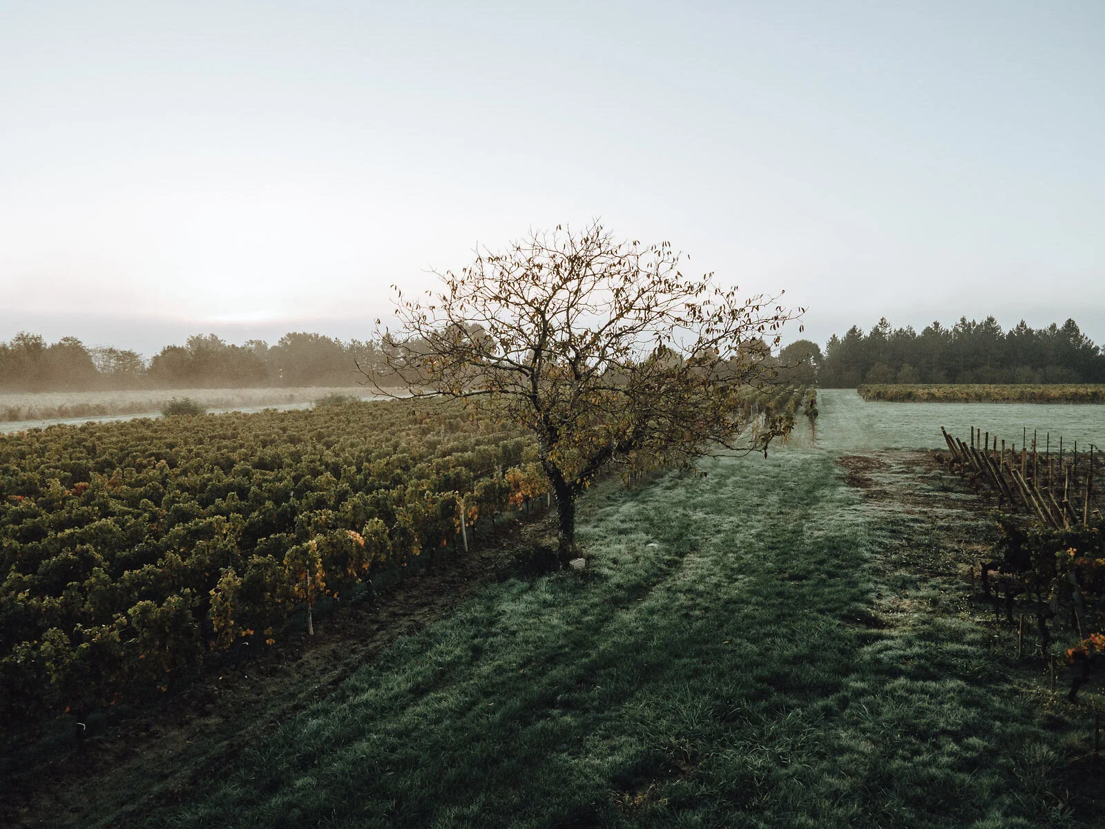Parcelles de vignes du Domaine du Carrelet en Gironde, cultivées au cœur du vignoble bordelais près de Fronsac.