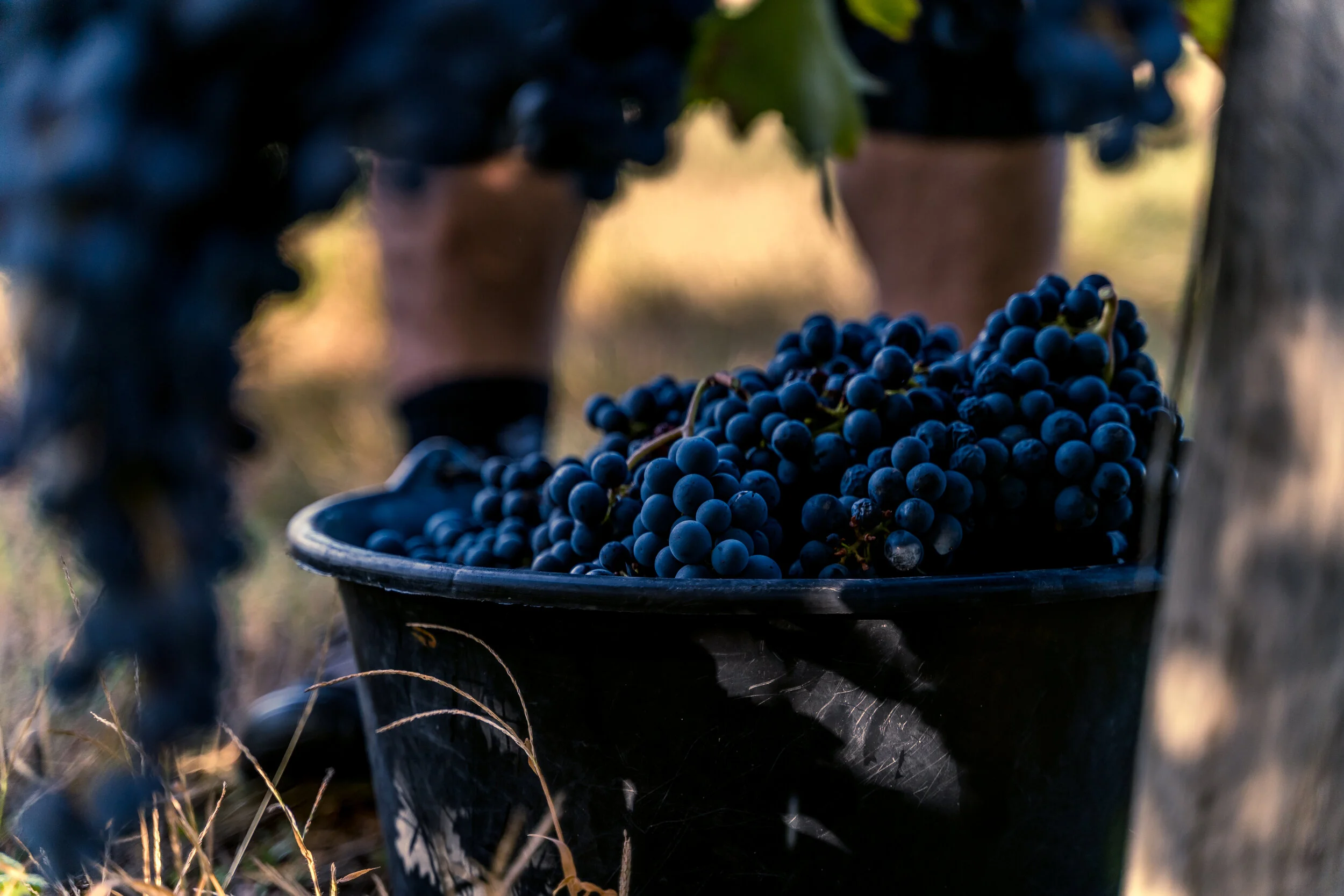 Vendanges manuelles au Domaine du Carrelet près de Fronsac en Gironde, avec récolte de raisins rouges en AOC Bordeaux.