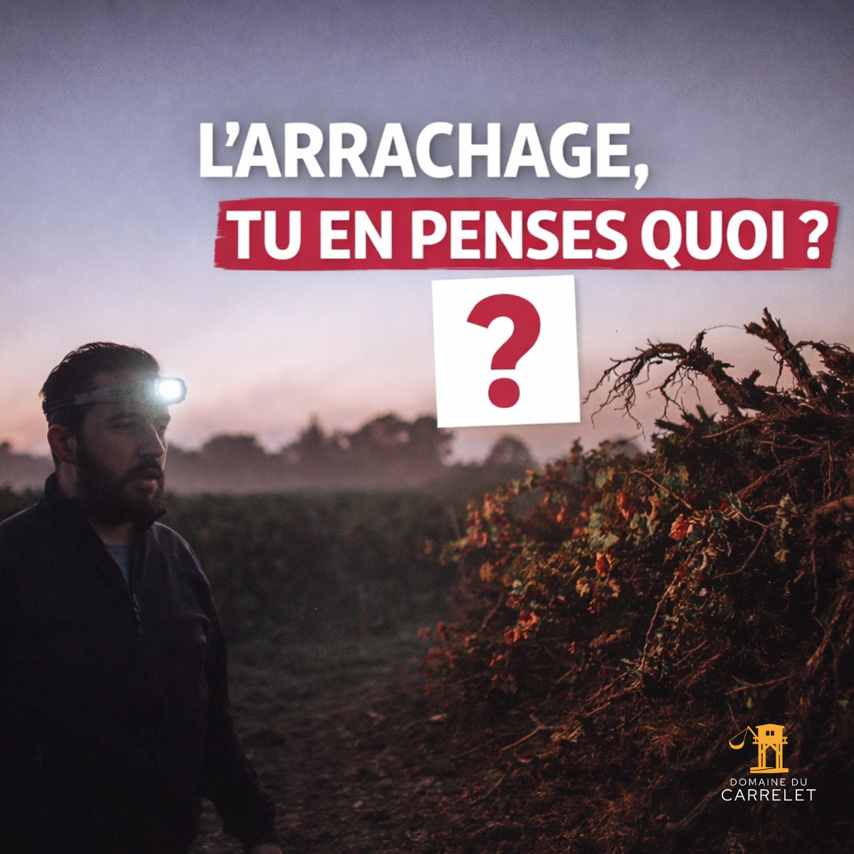 Should we uproot our vines ?