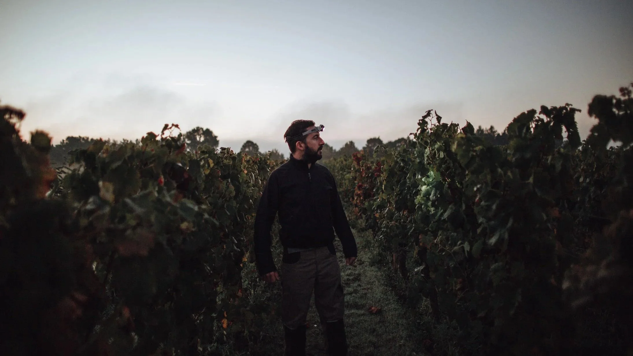 Travail de la vigne au Domaine du Carrelet, viticulture artisanale Bordeaux