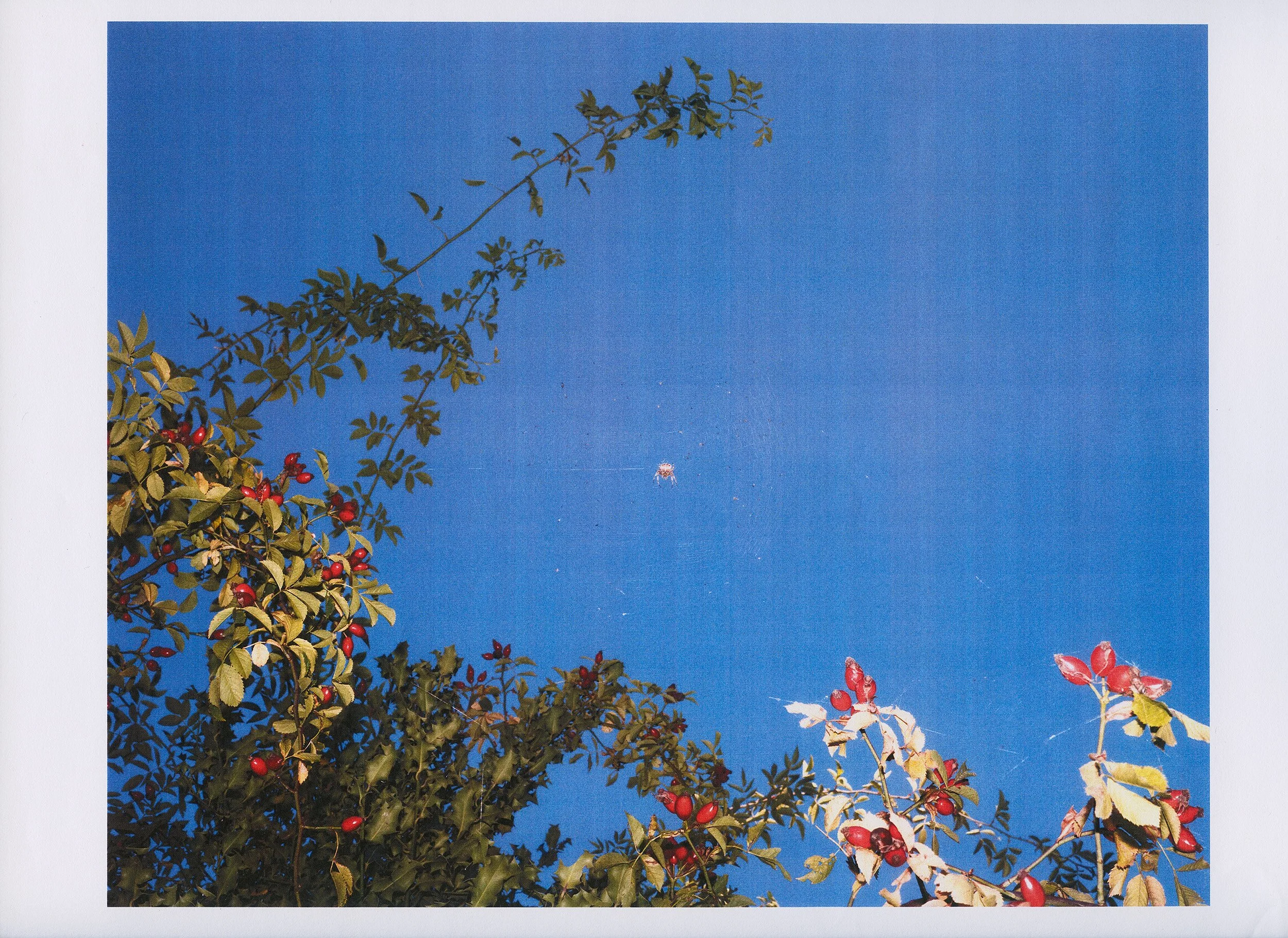 colour photograph photographic art print made on a laser printer featuring a blue sky with a spider web and some green foliage and red berries.