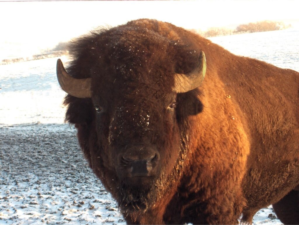Bison - Large Male.jpg