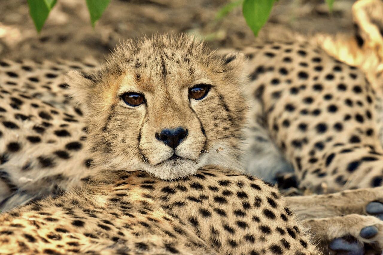 Cheetah cub 3a.jpg