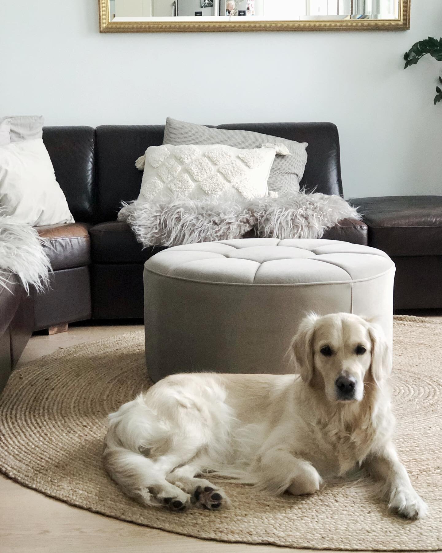 Yritin ottaa kuvia pitk&auml;st&auml; aikaa my&ouml;s meid&auml;n kodin sisustuksesta. Er&auml;s karvainen kaveri tuumi, ett&auml; h&auml;n on paljon mielenkiintoisempi kuvattava. Tunki itsens&auml; jokaiseen kuvaan. Meill&auml; lemmikit on suunnitel