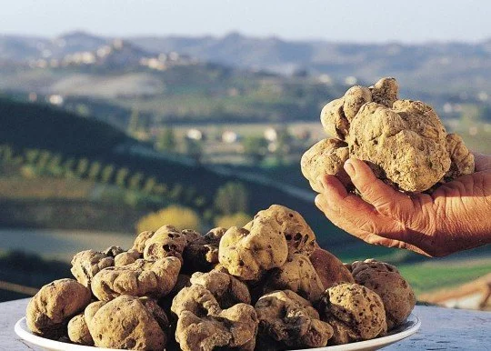 Witte Truffels Piemonte.jpeg