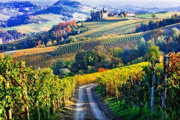 Wijngaarden Piemonte.jpeg