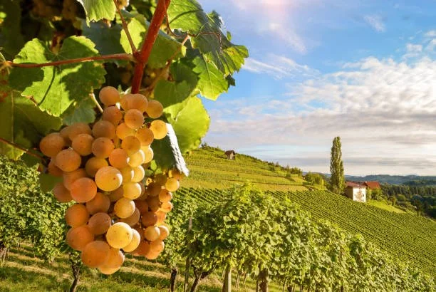 Chardonnay Wijndruif Piemonte.jpeg