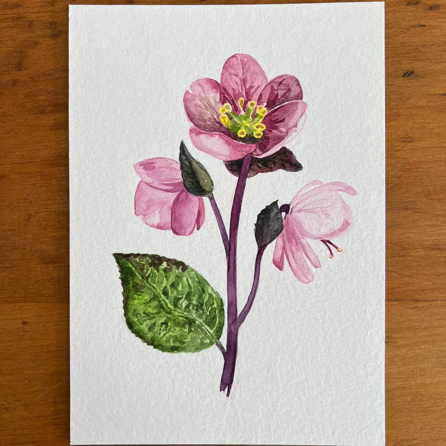 hellebore flower