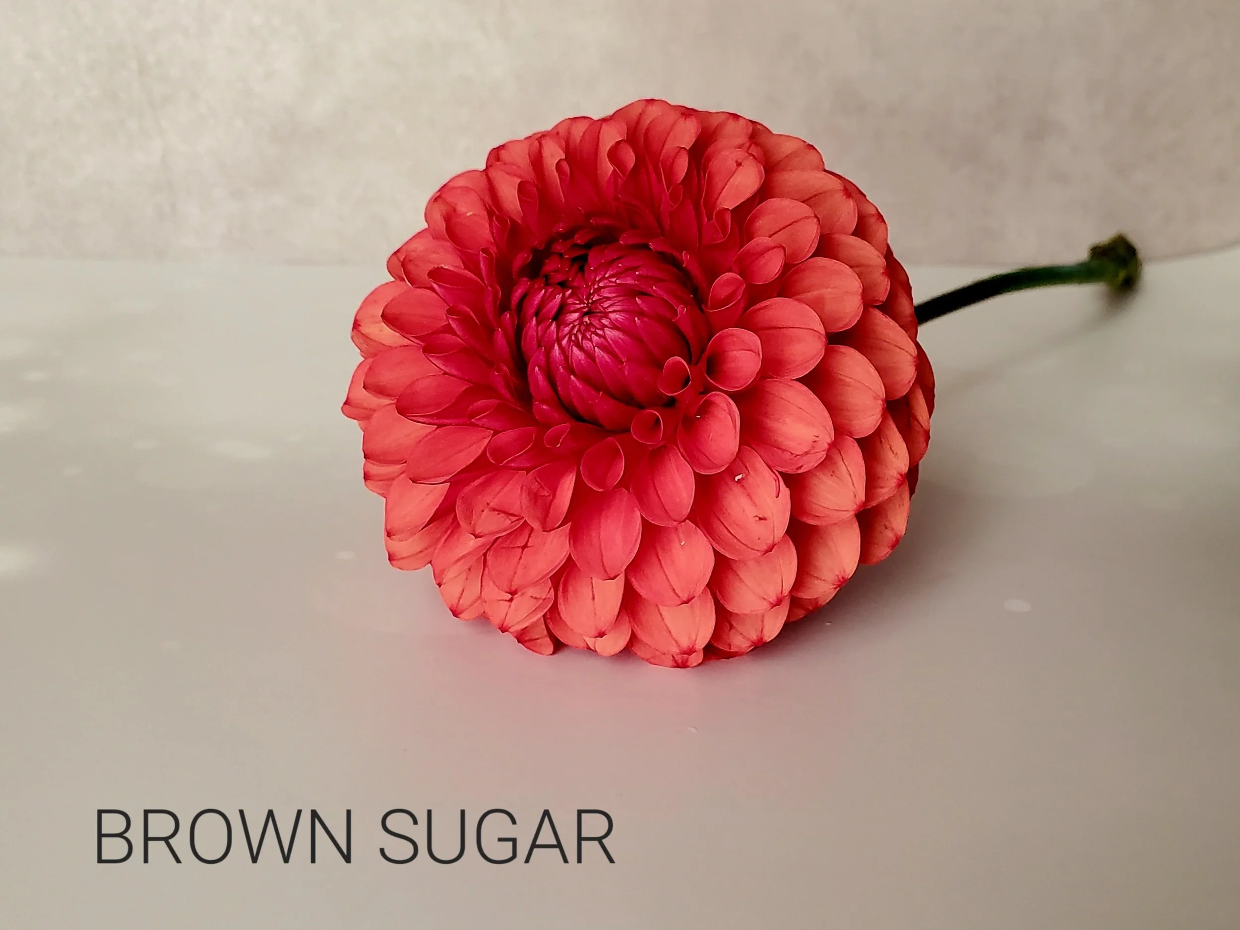 Brown Sugar
