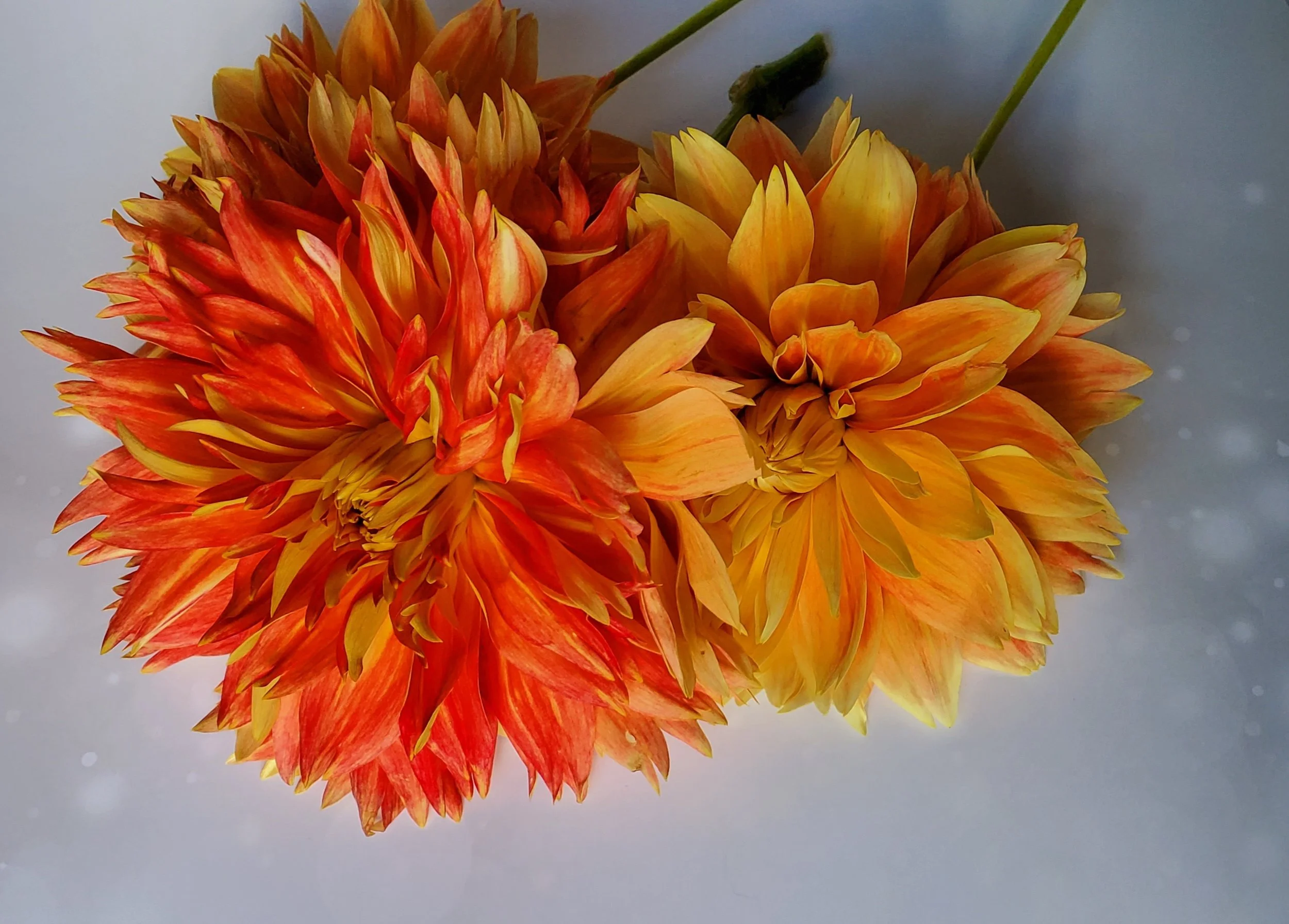 Punkin` Spice