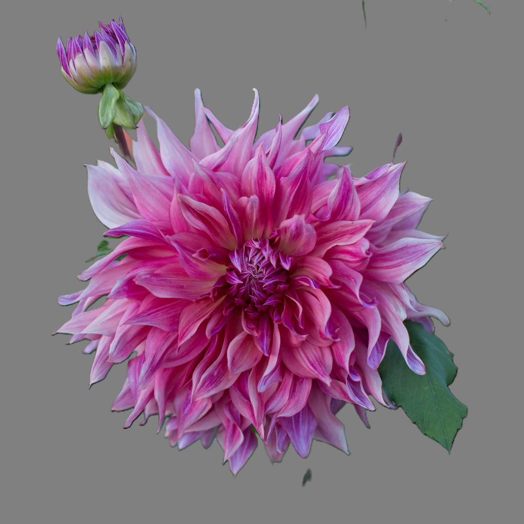 Floret_Dahlia_Penhill-Dark-Monarch_IMG_6878_1024x1024.PNG