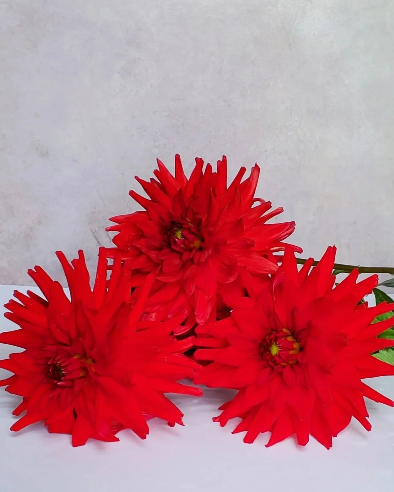 Karma Corona Red