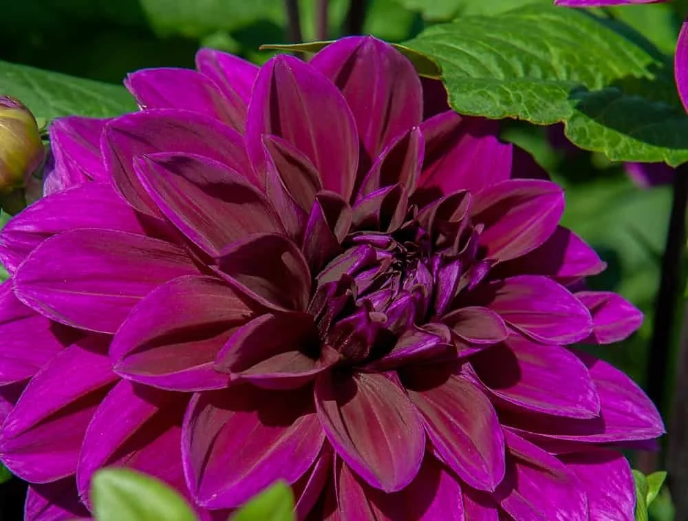 Dahlia-Thomas-A-Edison 1.JPG