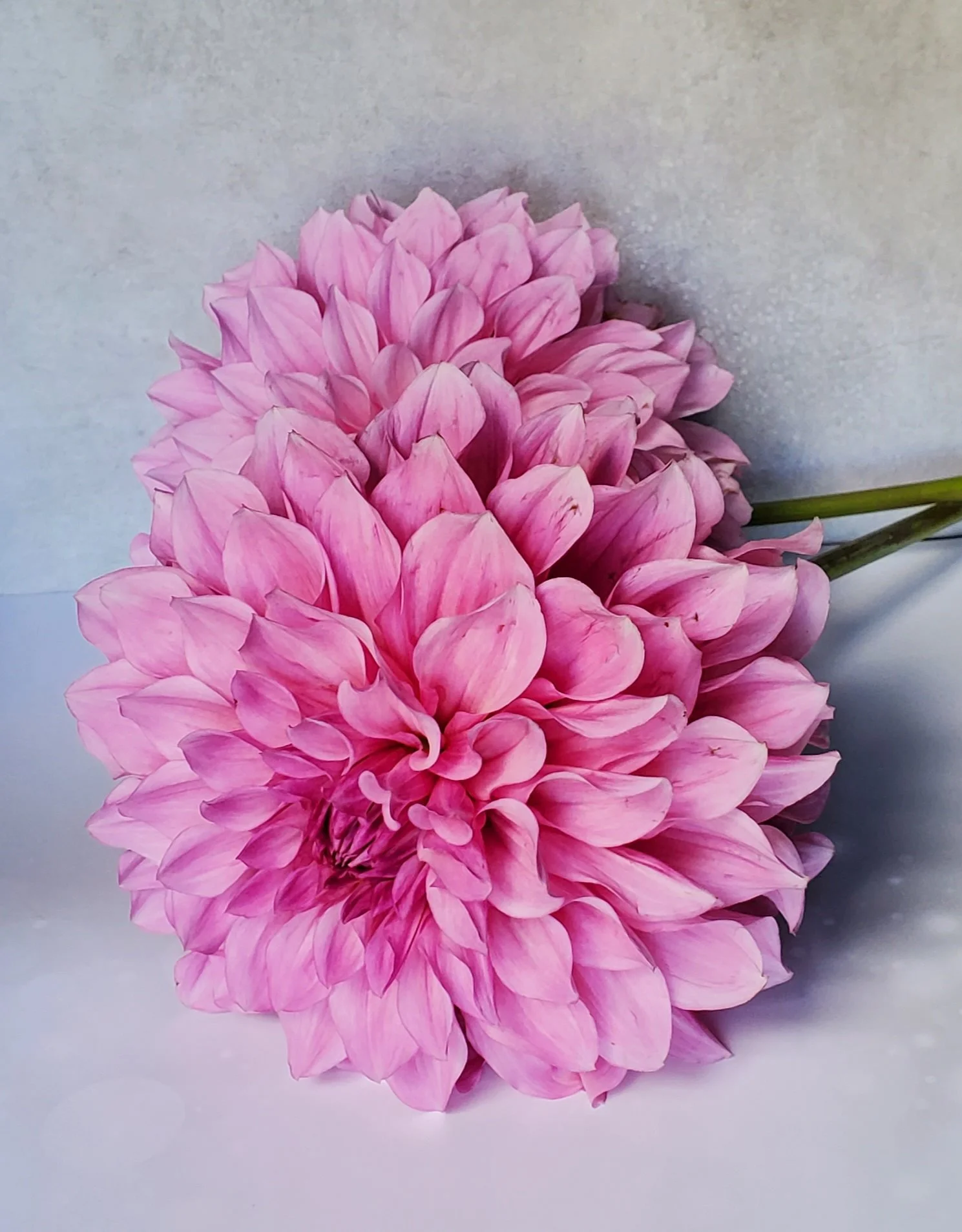 Hart's Pink Ribbon