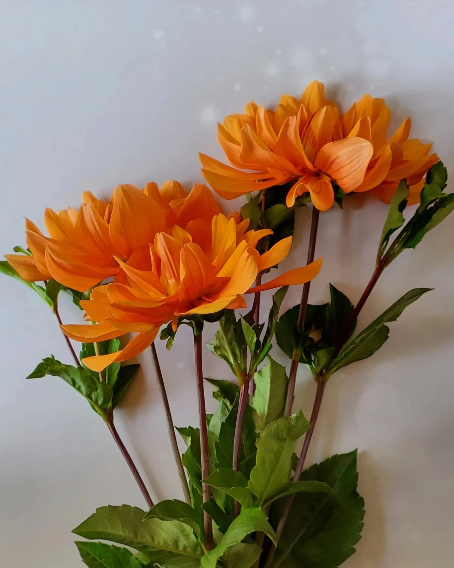 20240908_154910.jpg