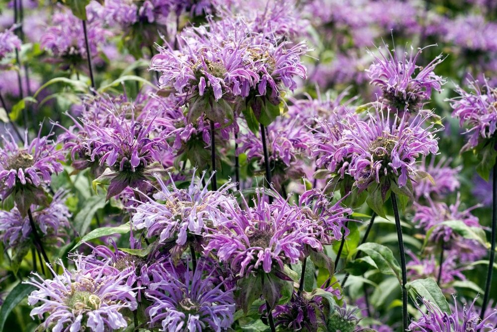 Monarda fistulosa 'Claire Grace'