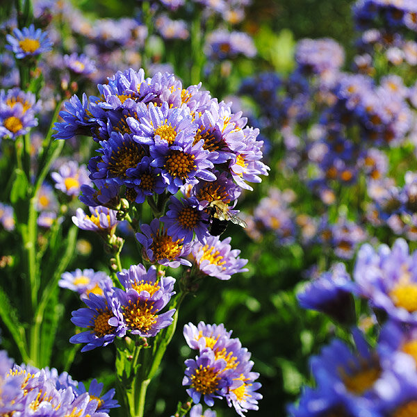 Aster tataricus 'JinDai" 