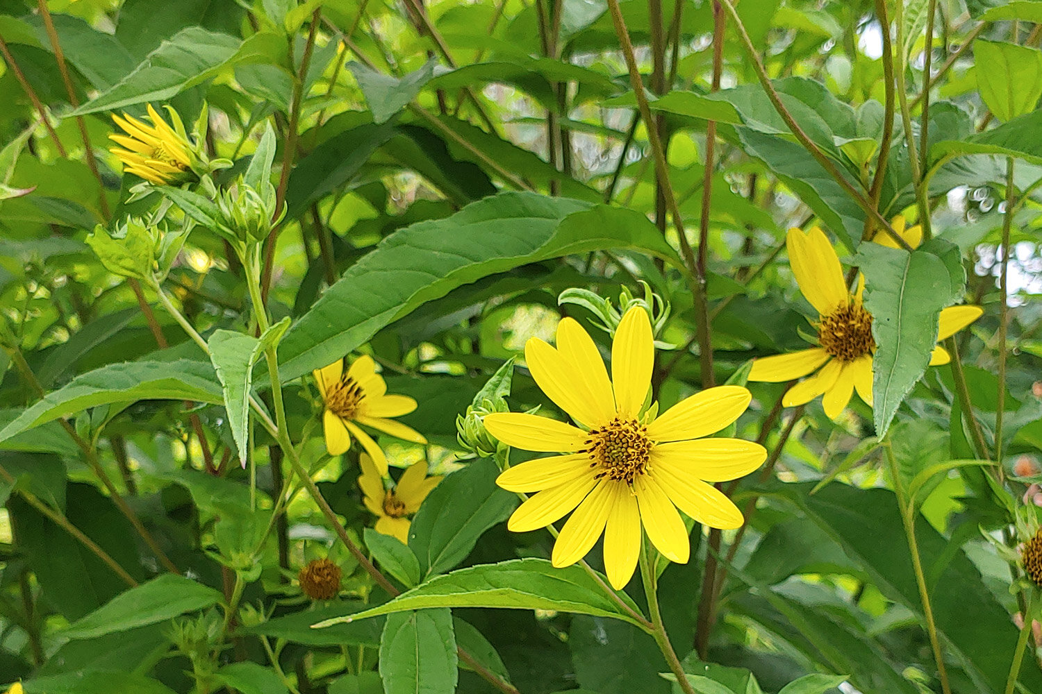 Helianthus 'Lemon Queen' 