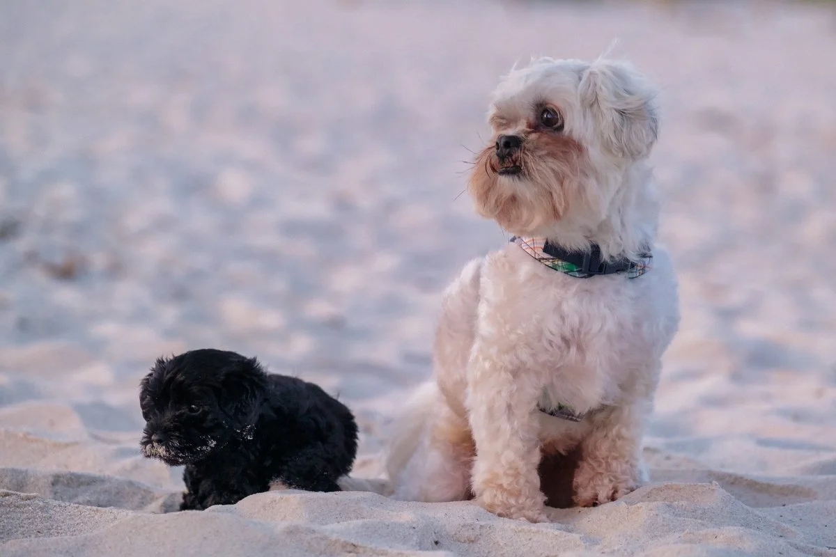 Family beach photography in Gulf Shores featuring family pets.  
