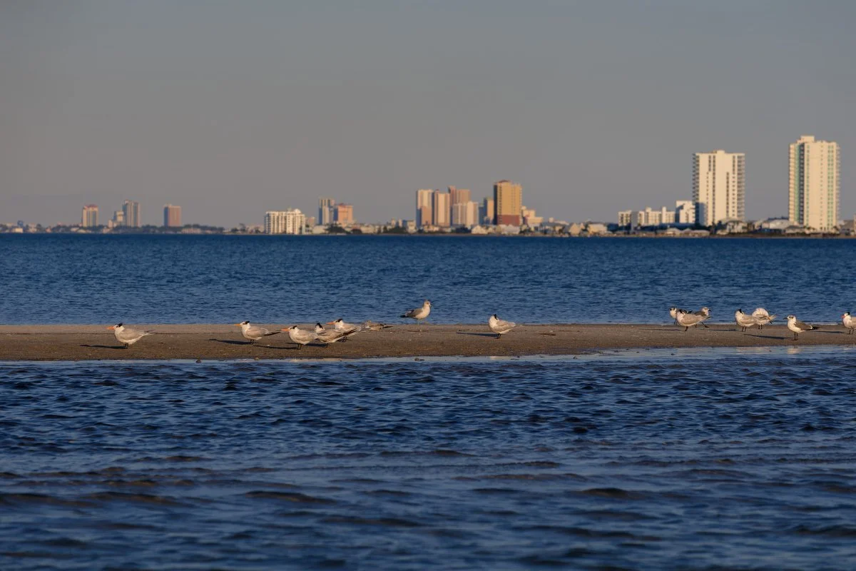 092 Gulf Shores Wildlife Photography.JPG