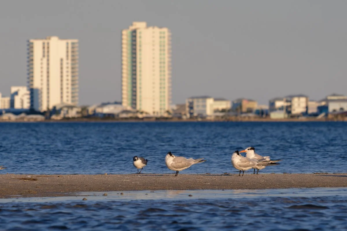 093 Gulf Shores Wildlife Photography.JPG
