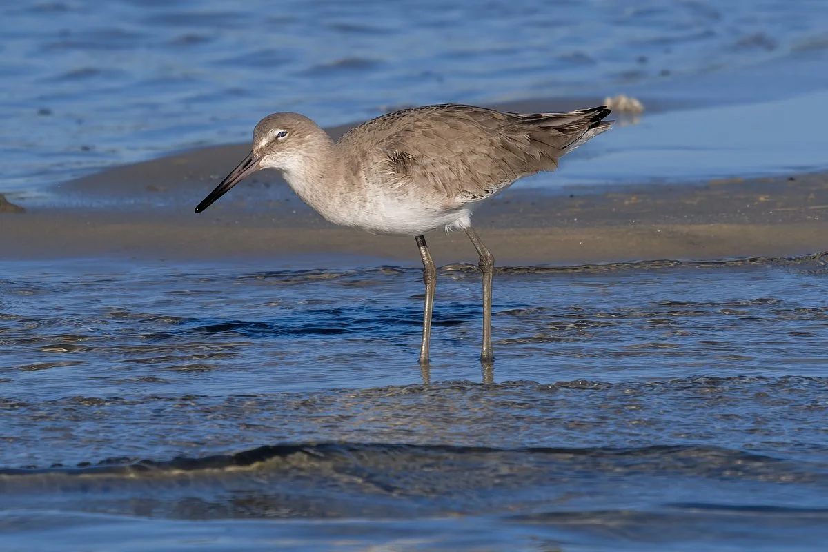 094 Gulf Shores Wildlife Photography.JPG