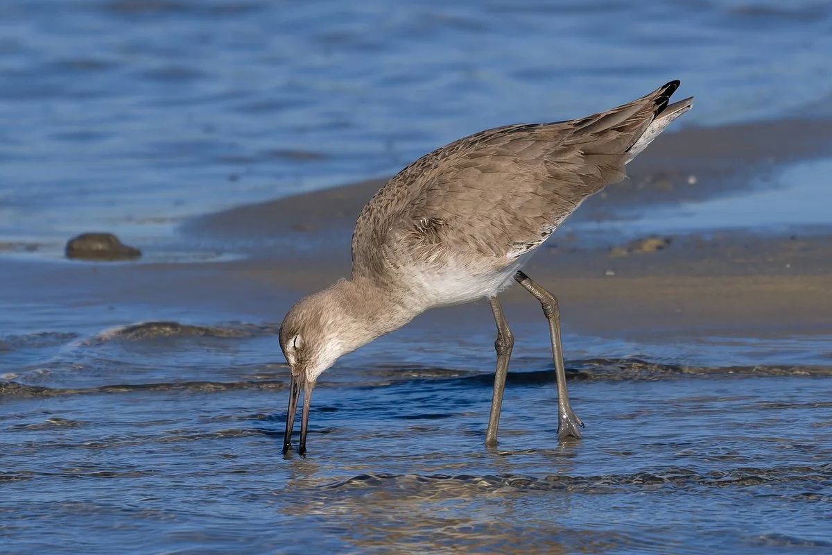 095 Gulf Shores Wildlife Photography.JPG