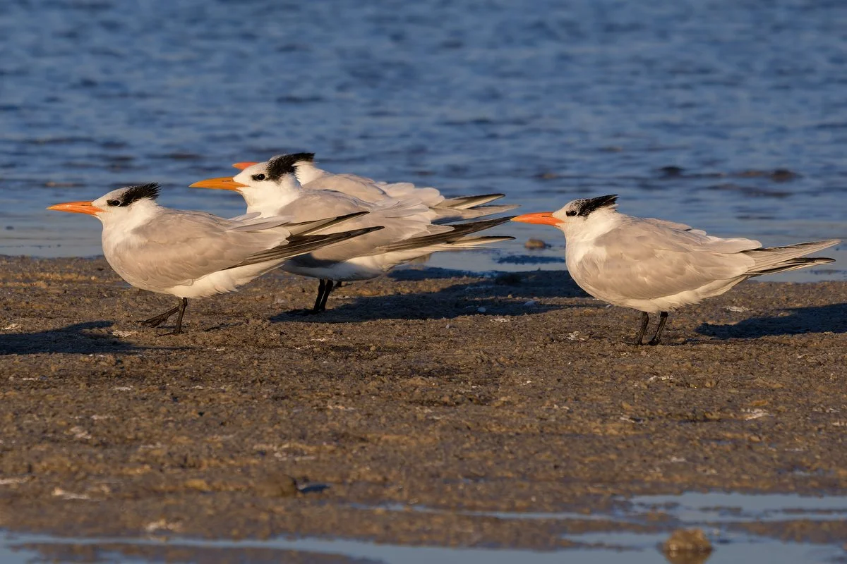 097 Gulf Shores Wildlife Photography.JPG