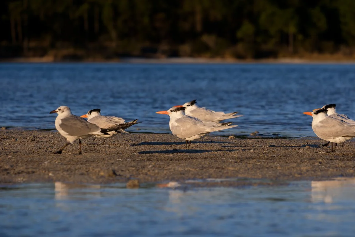 098 Gulf Shores Wildlife Photography.JPG
