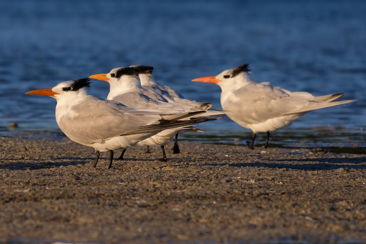 099 Gulf Shores Wildlife Photography.JPG