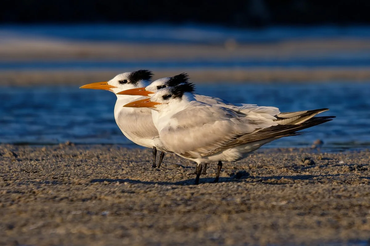 100 Gulf Shores Wildlife Photography.JPG