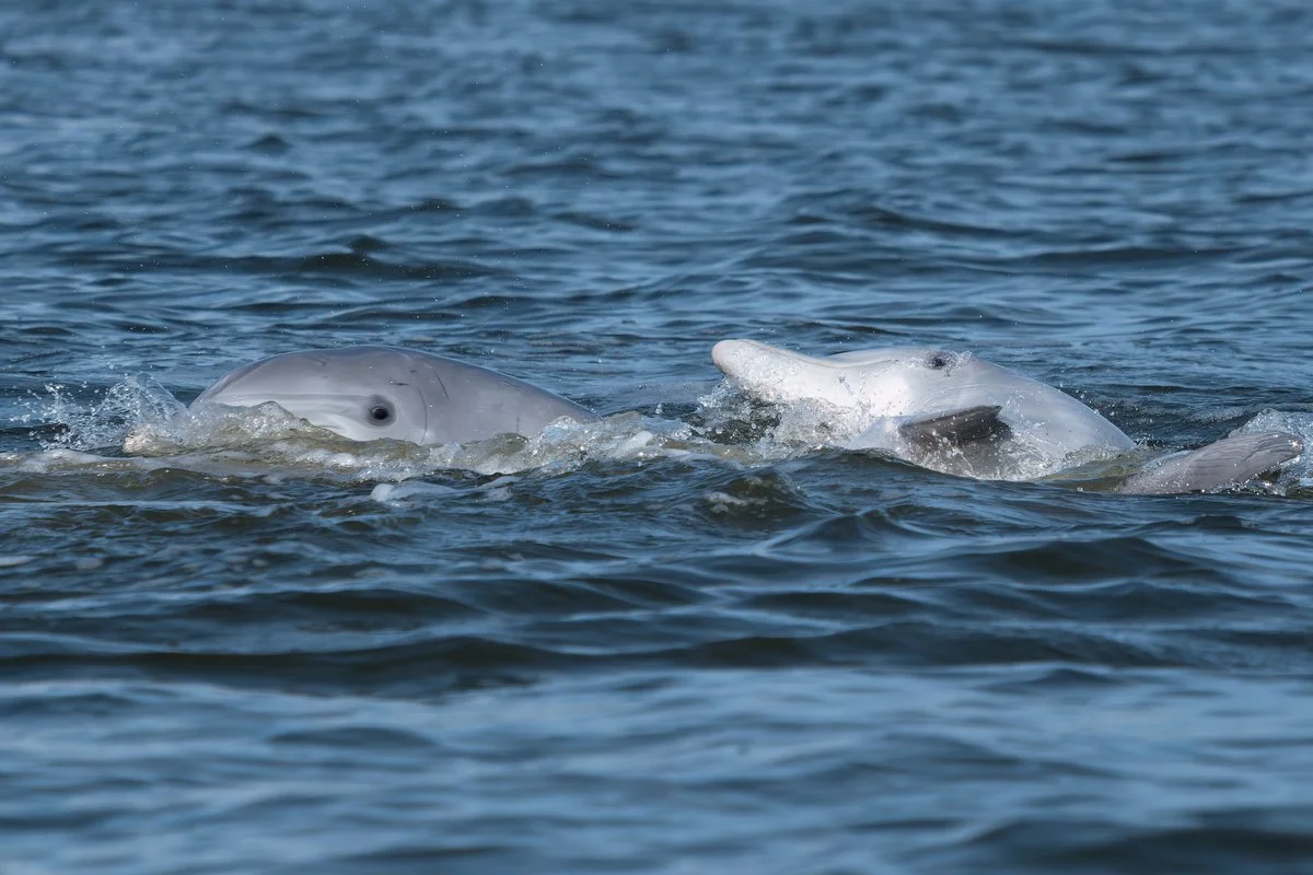 027 dolphins in mobile bay  033116.JPG