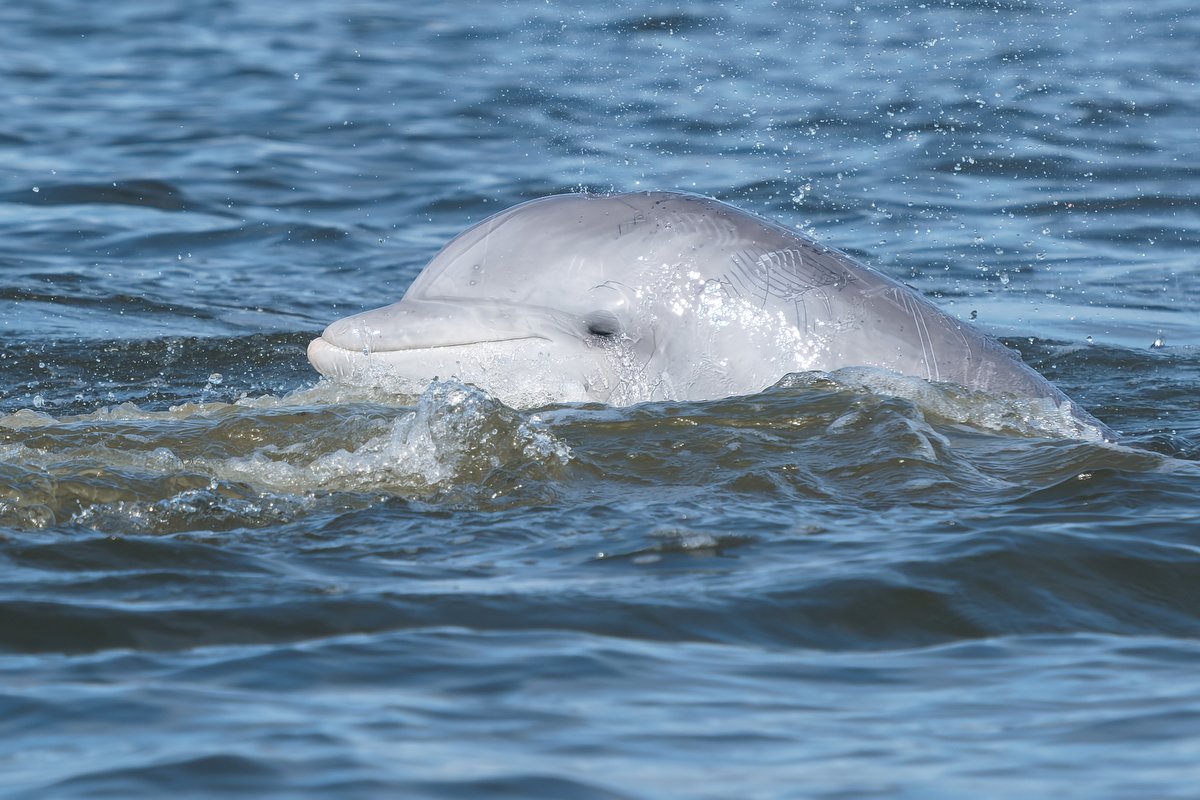 026 dolphins in mobile bay  033116.JPG