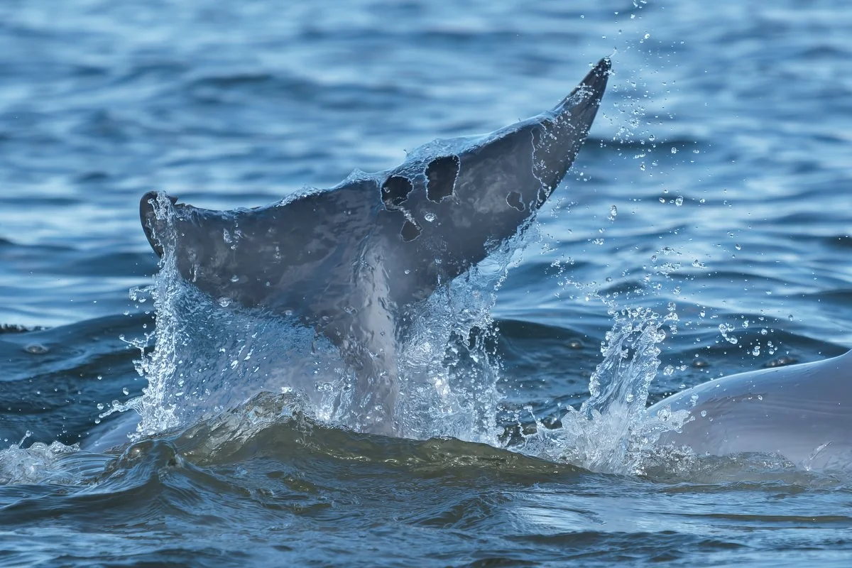 028 dolphins in mobile bay  033116.JPG