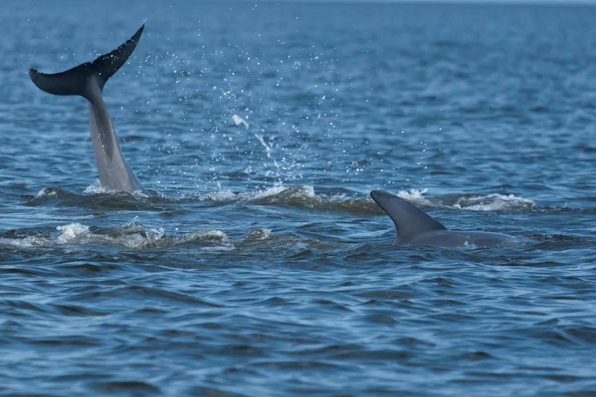 029 dolphins in mobile bay  033116.JPG