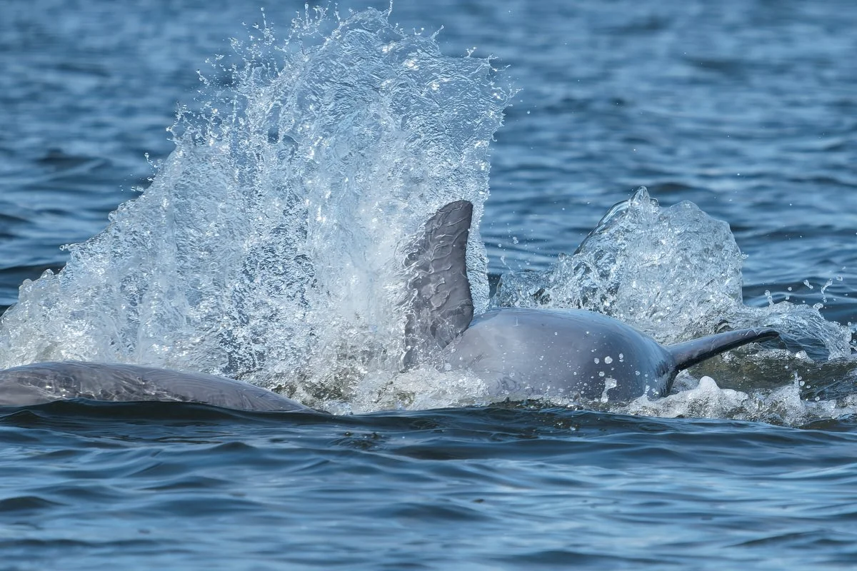 030 dolphins in mobile bay  033116.JPG