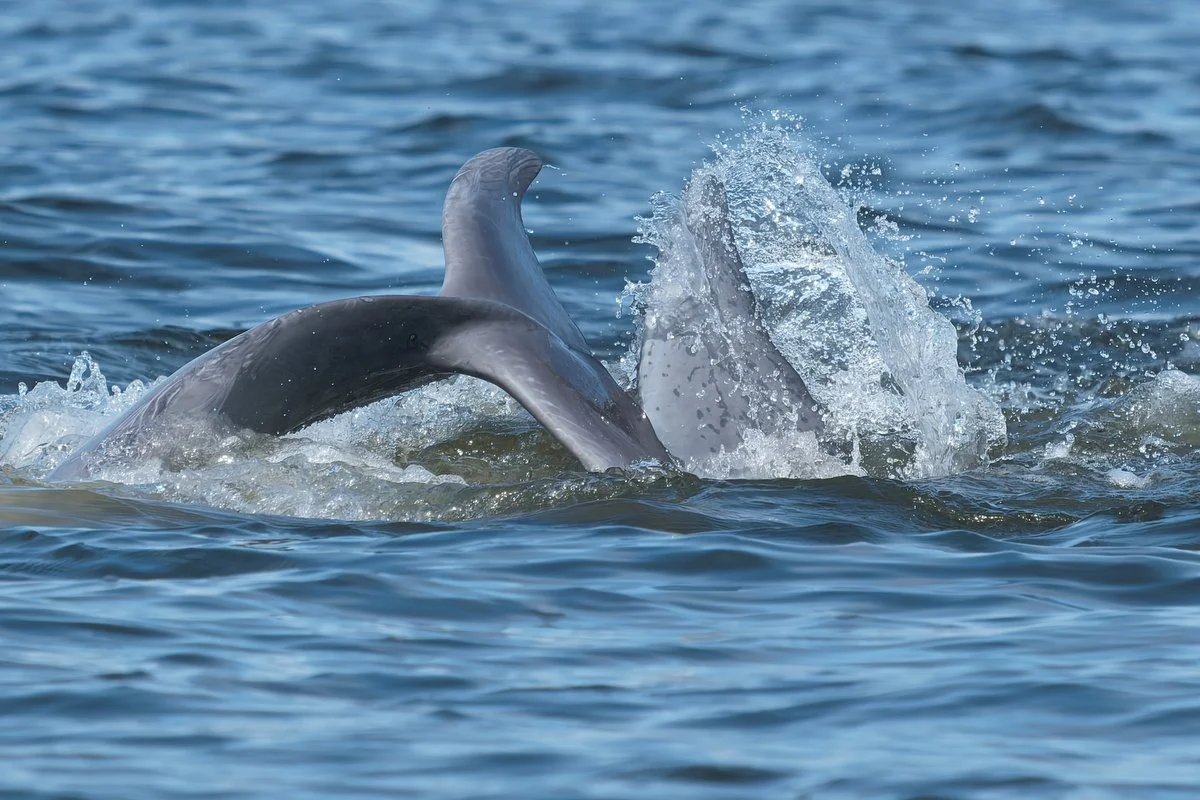 031 dolphins in mobile bay  033116.JPG