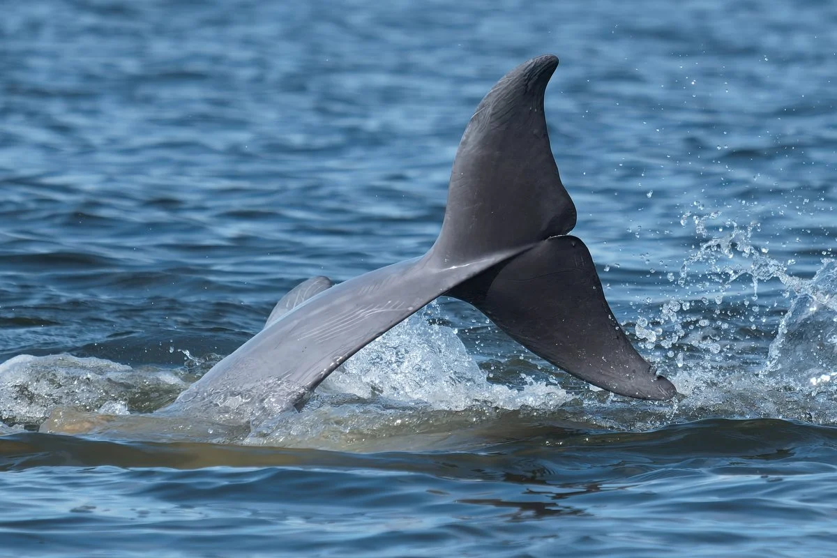 032 dolphins in mobile bay  033116.JPG