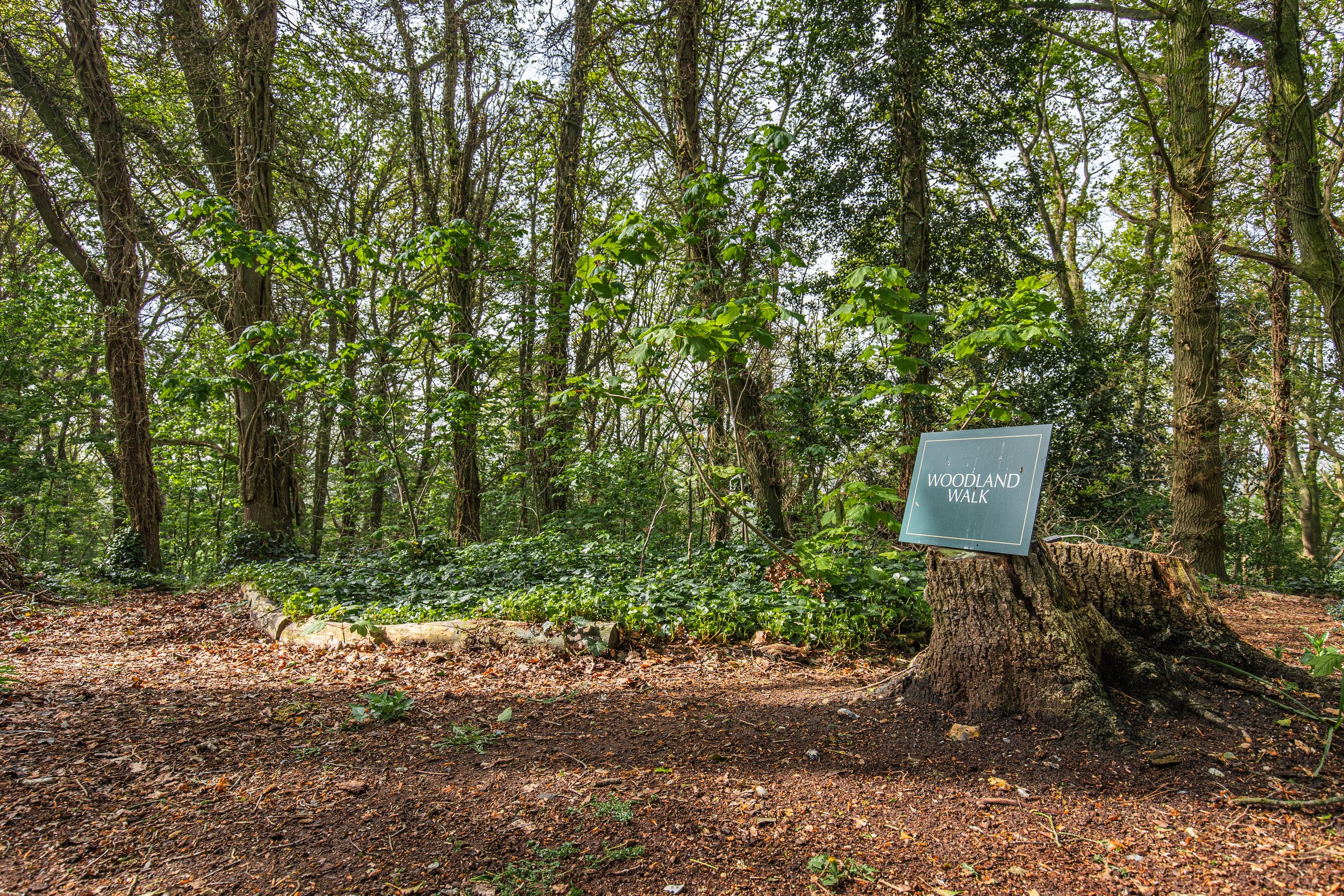 Woodland Walk