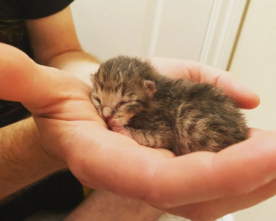 places to buy cats near me