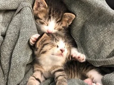 Oscar and Oliver.png