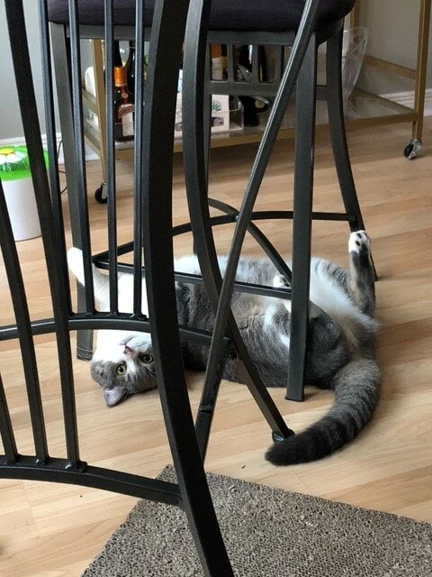 #HAPPYTAIL Arthur — Toronto Cat Rescue