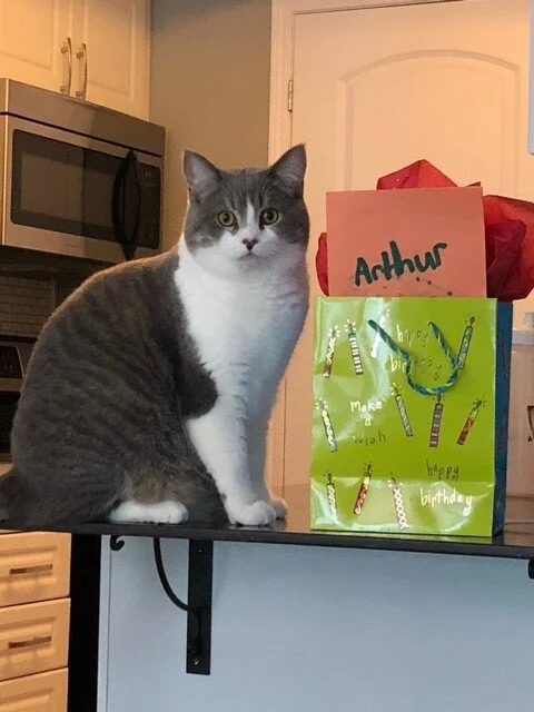#HAPPYTAIL Arthur — Toronto Cat Rescue