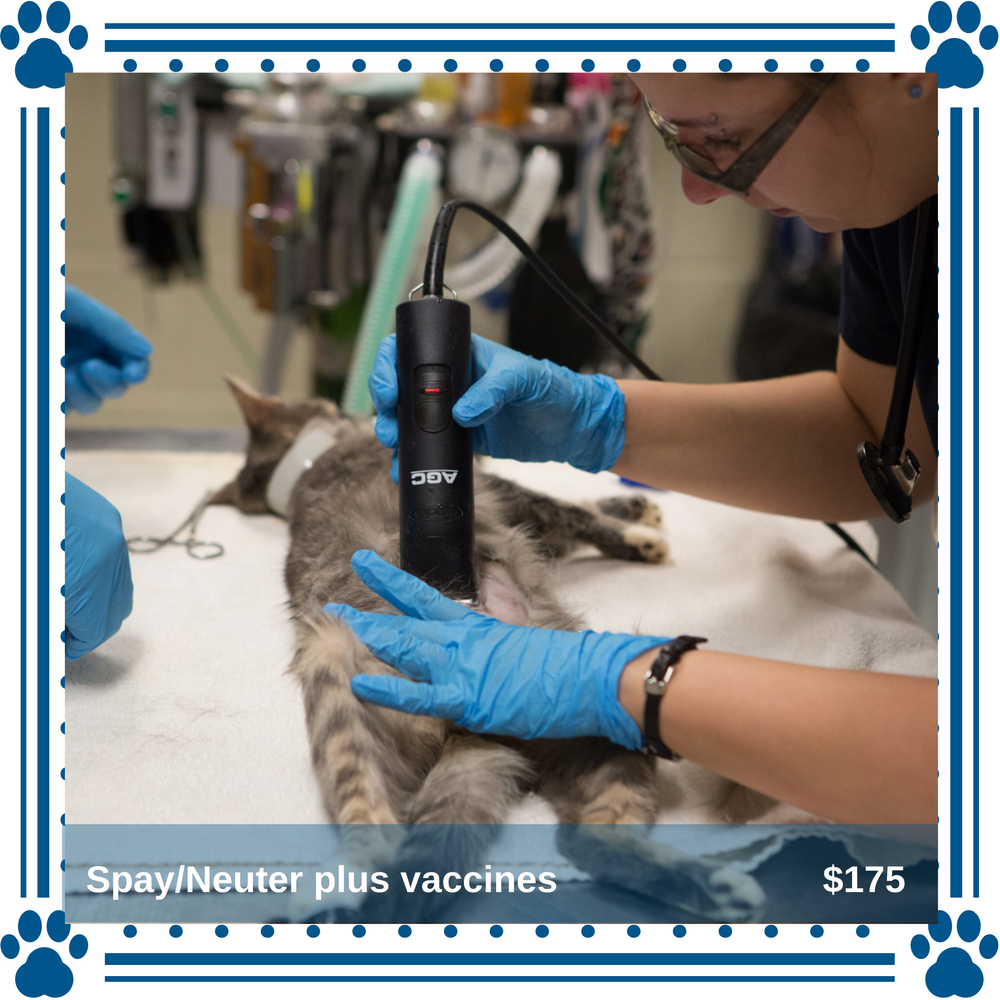 Spay/Neuter and Essential Vaccines for One Cat — Toronto Cat Rescue