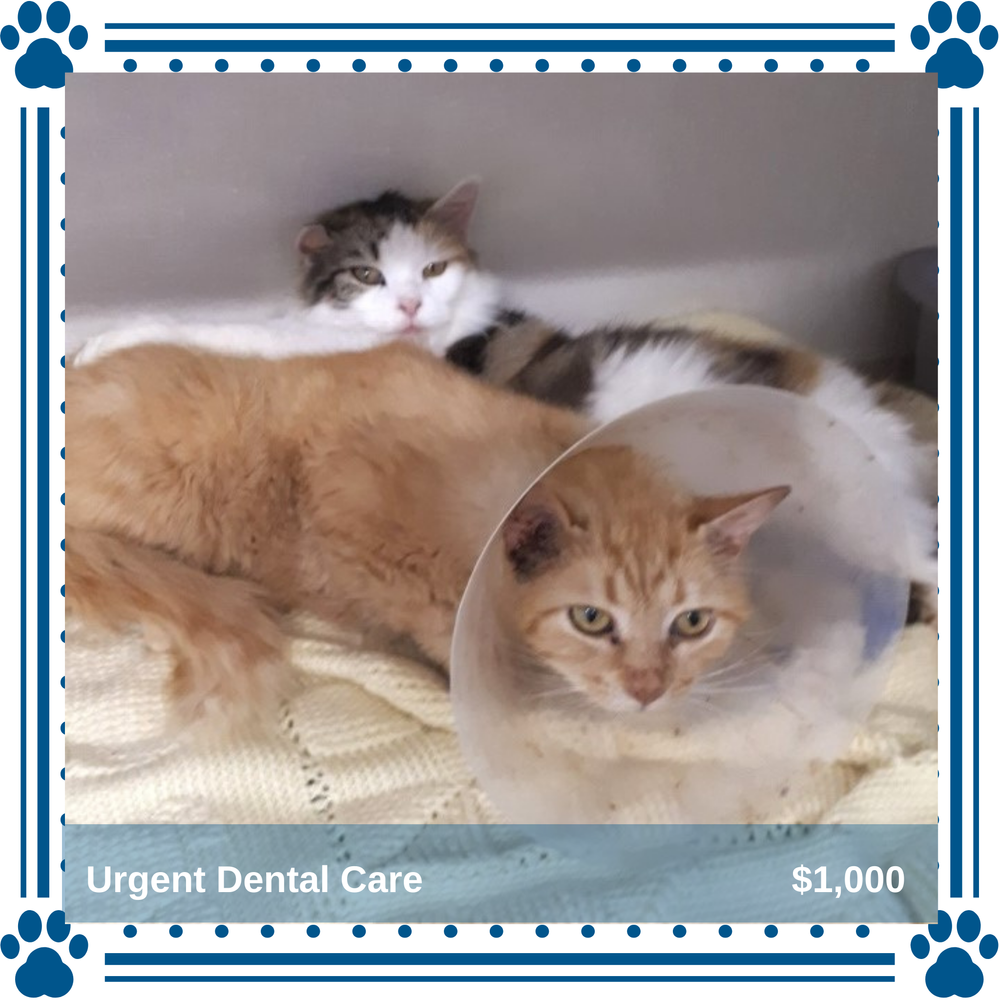 Cover the Cost of Dental Care for One Senior Cat — Toronto Cat Rescue