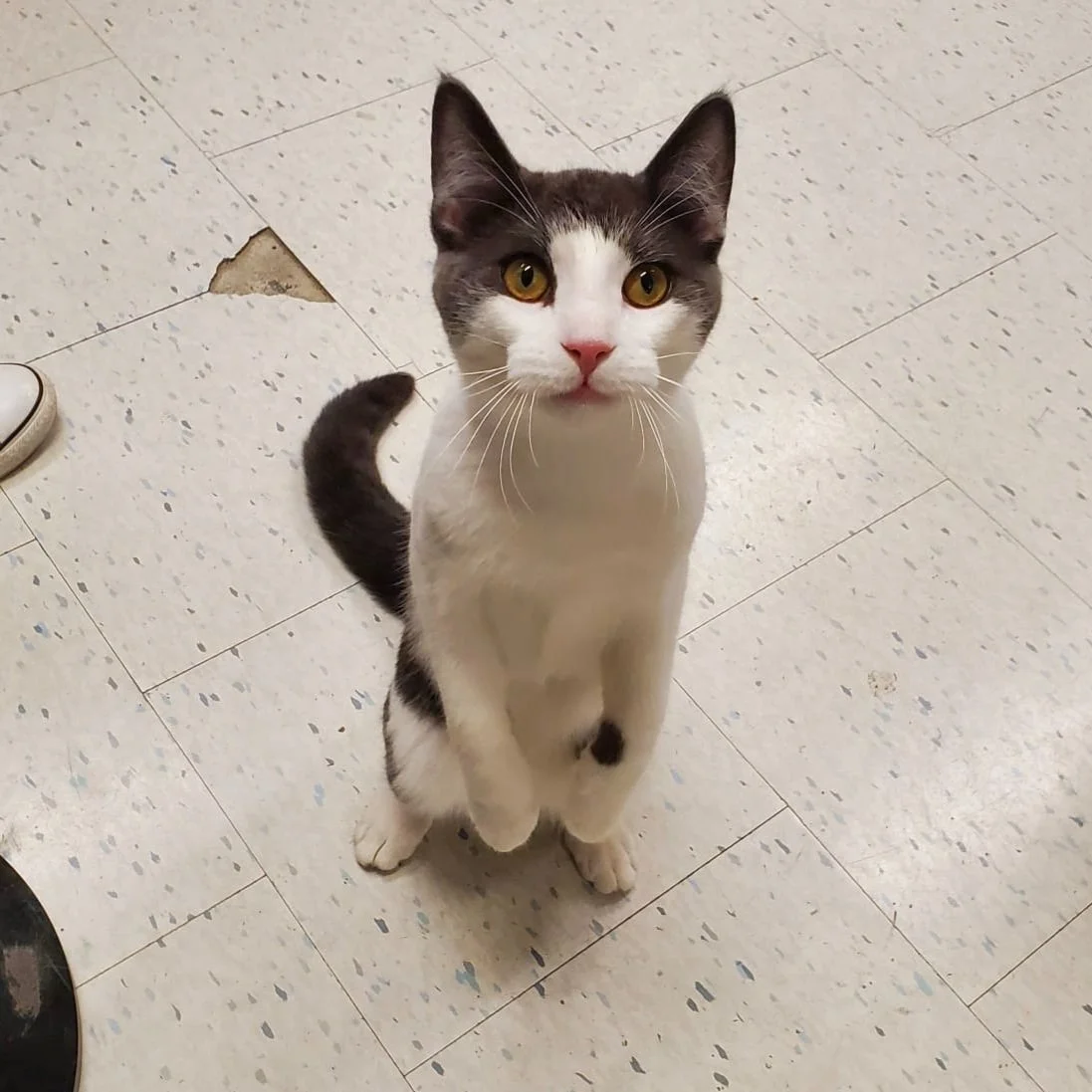 CAT RESCUE NEAR ME visual data 2