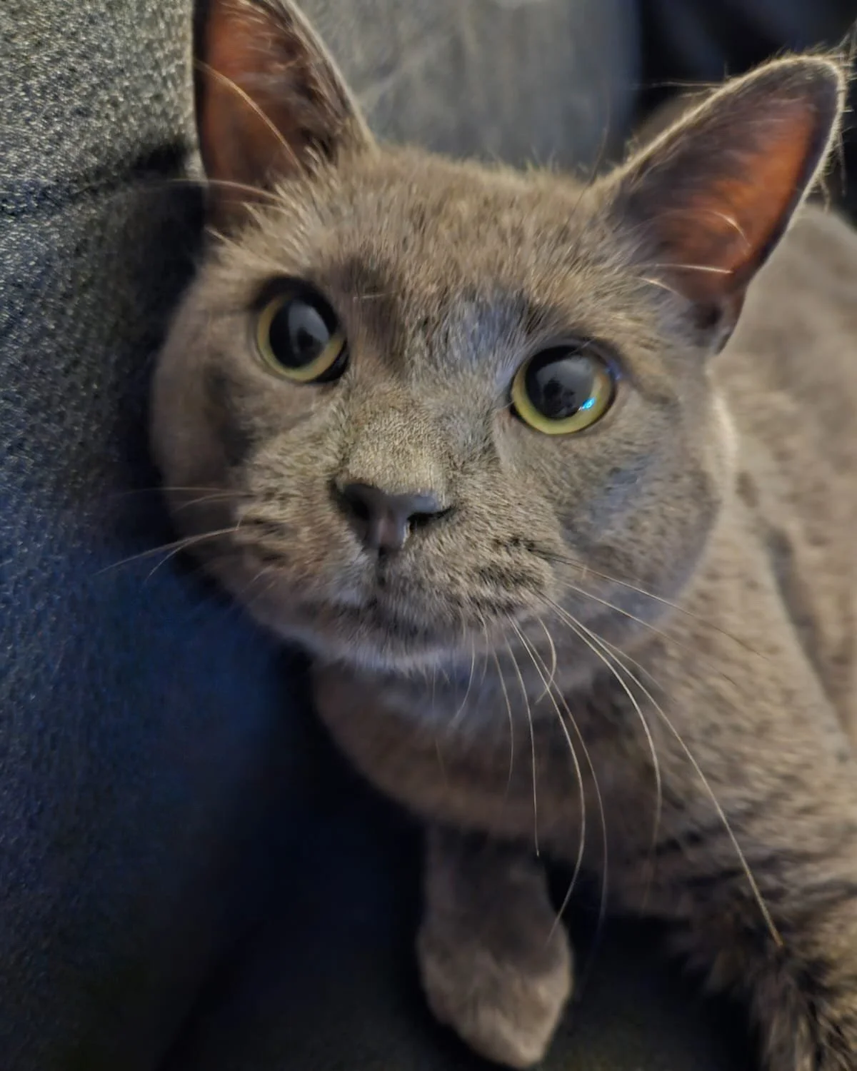 Close up of a grey, shorthair cat staring right into the camera.