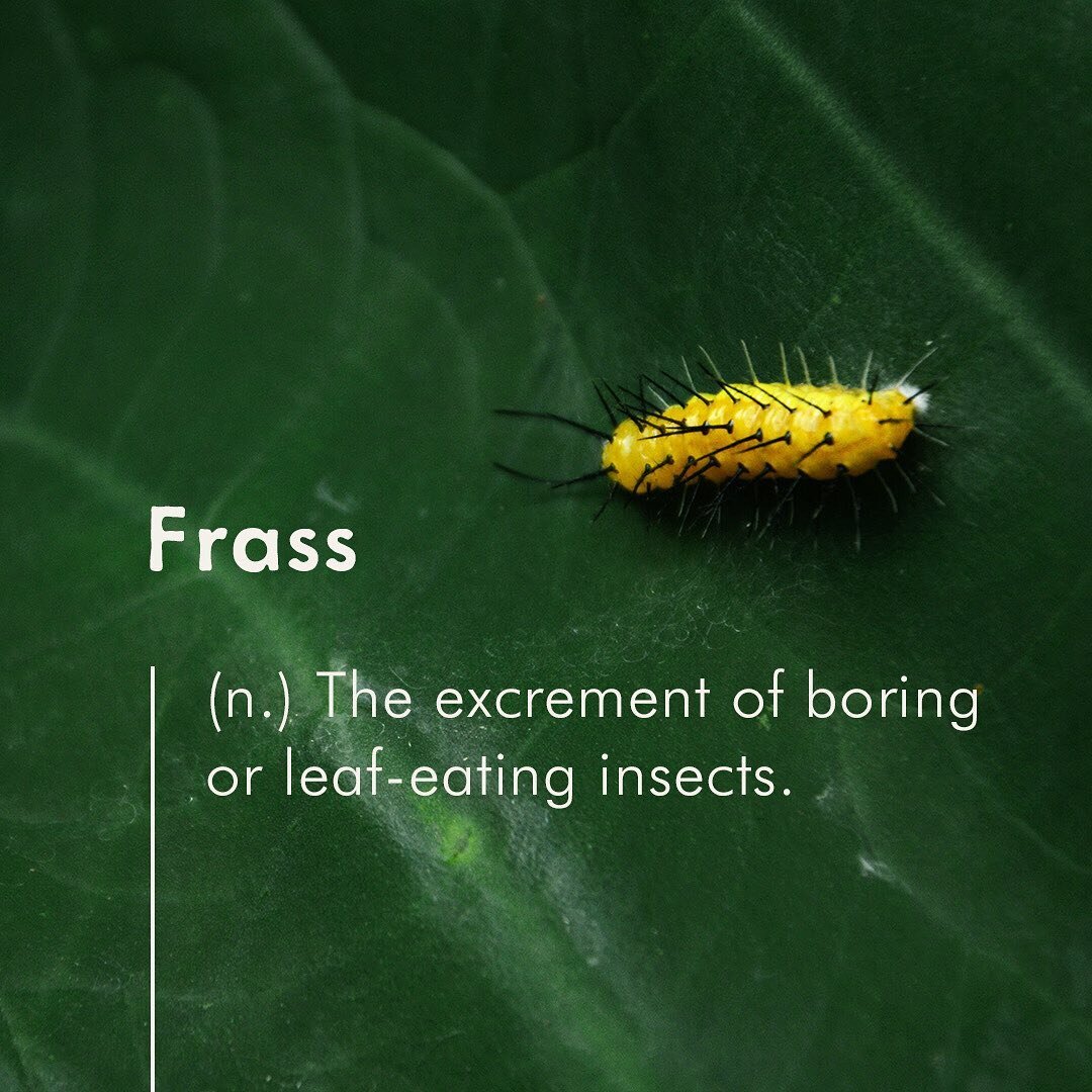 WORD OF THE DAY
⠀⠀⠀⠀⠀⠀⠀⠀⠀
Frass (n. - frass) - The excrement of boring or leaf-eating insects.
⠀⠀⠀⠀⠀⠀⠀⠀⠀
Over the past couple of weeks, if you have taken a walk in the woods, you may have experienced an unusual phenomenon. That is, the sound and feel