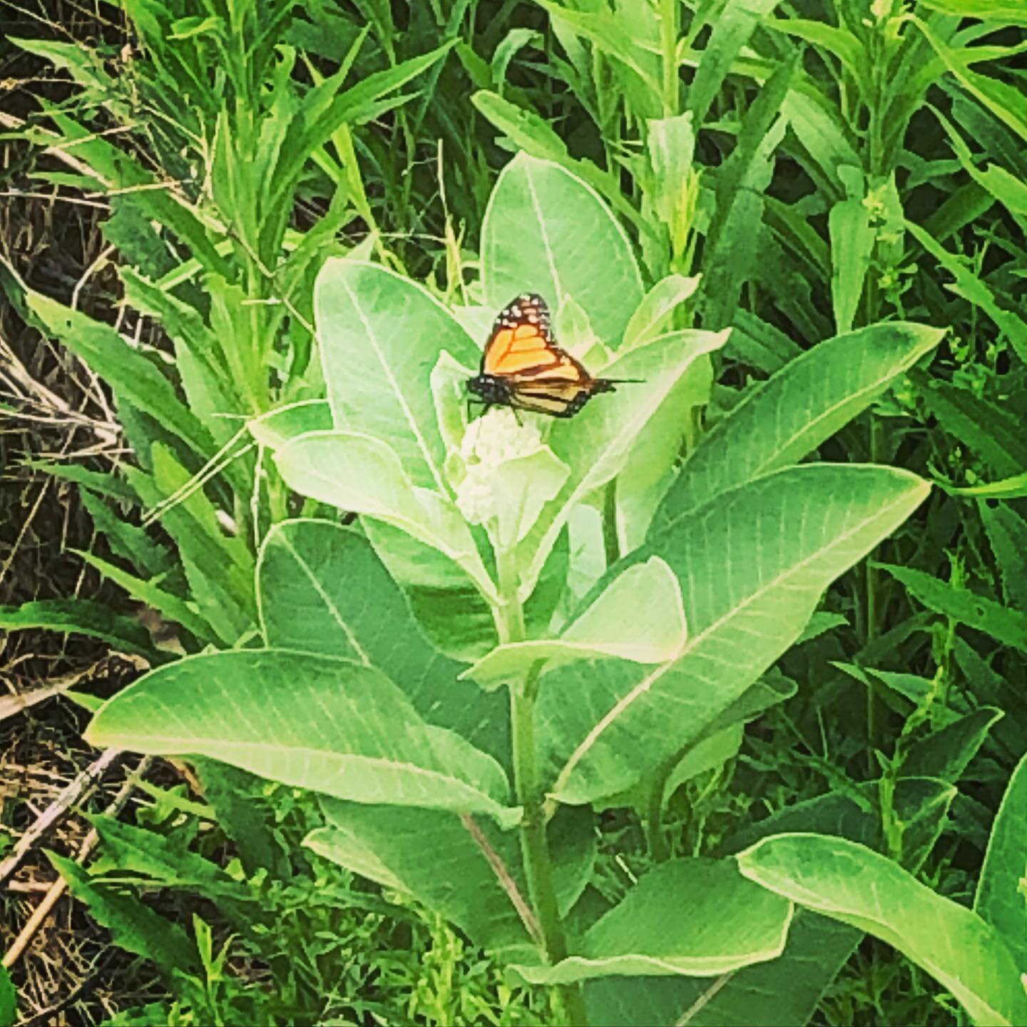 First monarch sighting of the year!

Their arrival into the waterways of the Rideau canal times up with the blooming of the milkweed. Common milkweed (Asclepias syriaca) seen here

Glad to see that they&rsquo;re here and doing well 👌